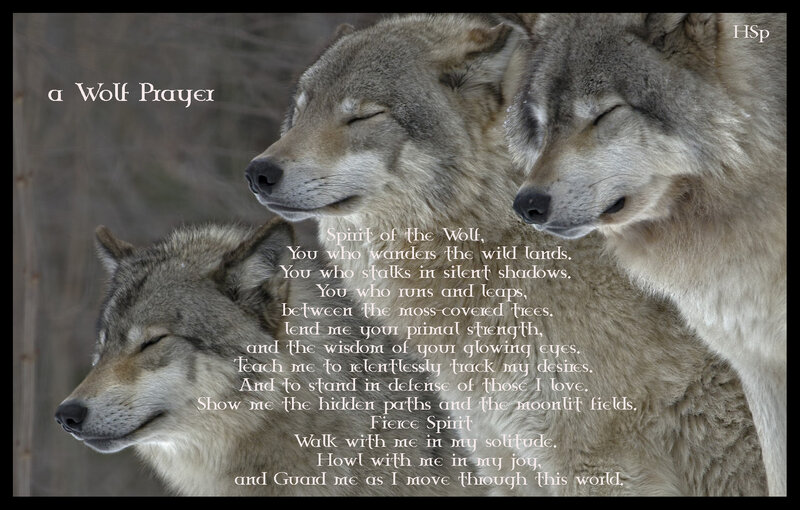 Three Wolves in Forest — Gray, Serene, Winter