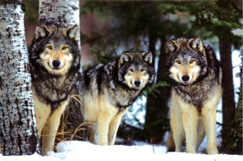 Three Wolves in Forest — Gray