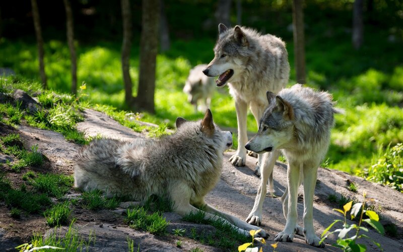 Three Wolves in Forest — Green, Natural