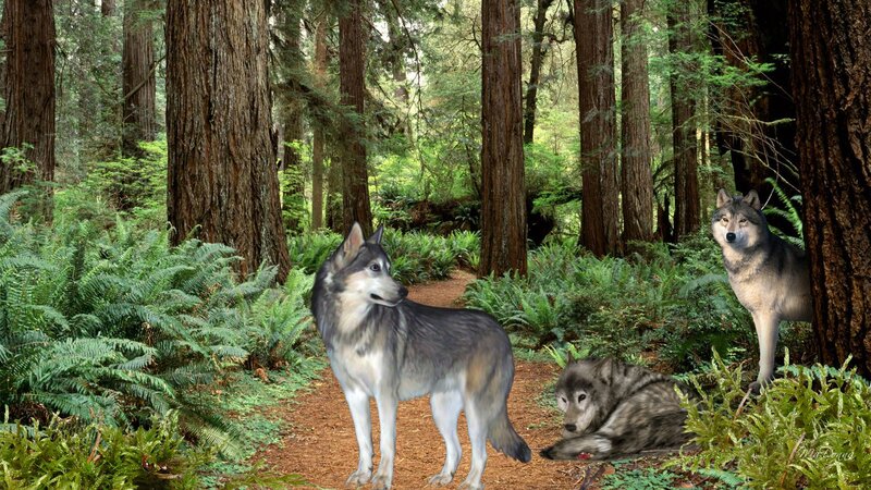 Three Wolves in Forest — Green