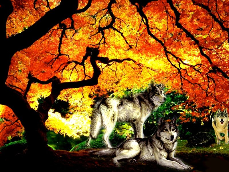Three Wolves in Forest — Orange