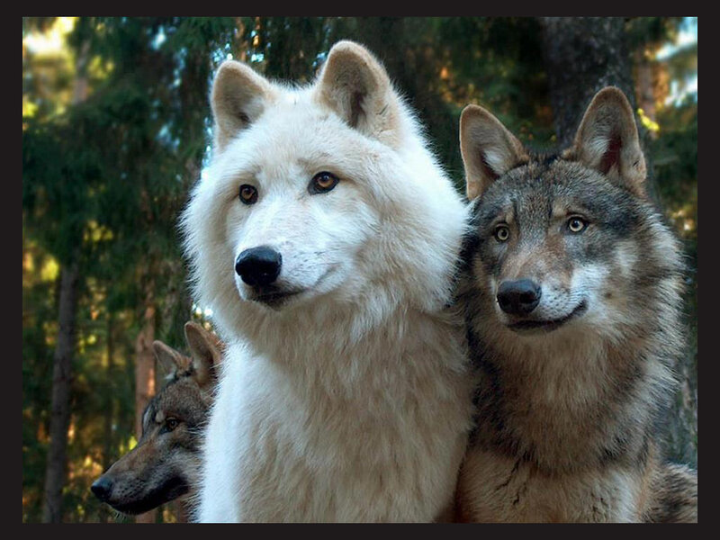 Three Wolves in Forest — White, Calm