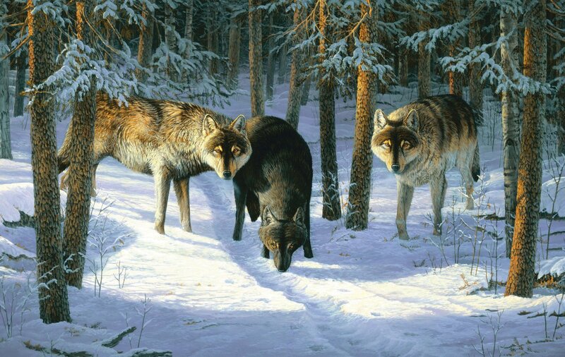 Three Wolves in Forest — White, Serene