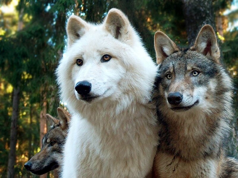 Three Wolves in Forest — White