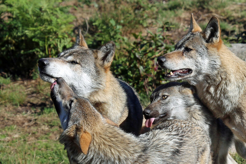 Three Wolves in Grass — Gray