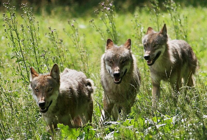 Three Wolves in Grass — Green, Alert