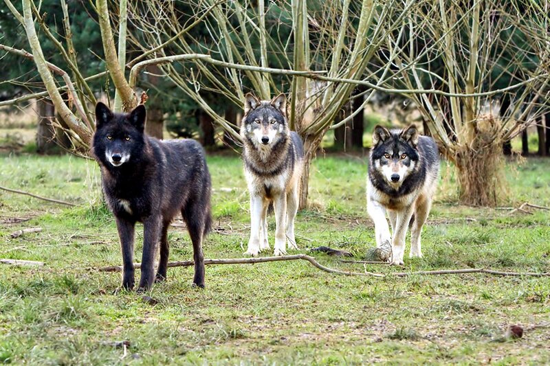 Three Wolves in Grass — Green