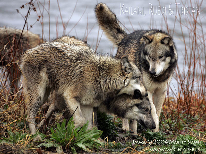Three Wolves in Grass