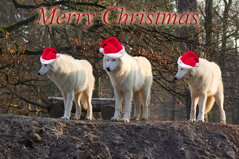 Three Wolves in Hats