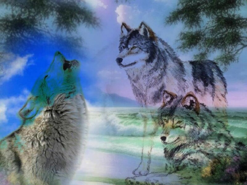 Three Wolves in Nature