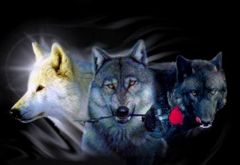Three Wolves in Profile