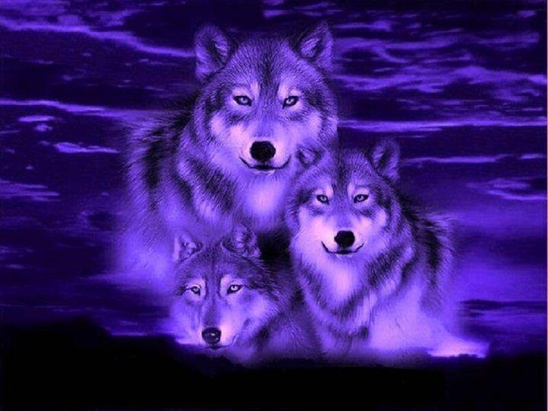 Three Wolves in Purple Light