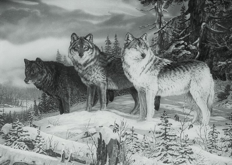 Three Wolves in Snow — Black