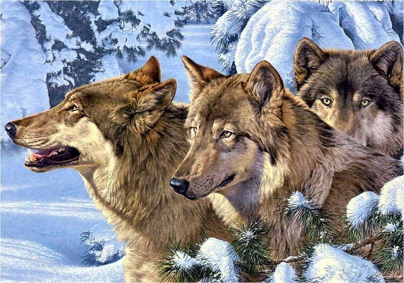 Three Wolves in Snow — Brown, Alert