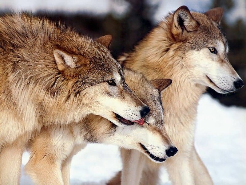 Three Wolves in Snow — Brown, Alert, Winter, Photograph, Forest