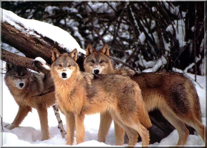 Three Wolves in Snow — Brown, Alert, Winter, Photograph, Trees, Log