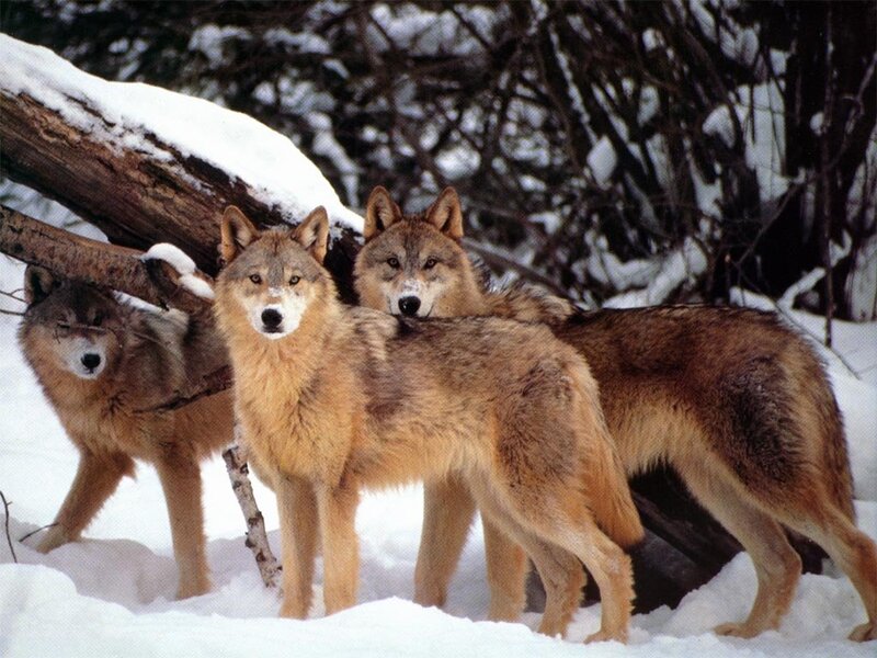 Three Wolves in Snow — Brown, Alert, Winter, Photograph, Trees