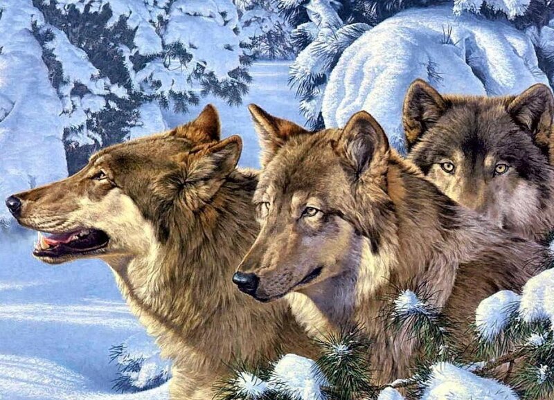 Three Wolves in Snow — Brown, Calm, Winter, Digital Art