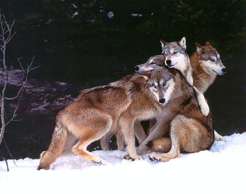 Three Wolves in Snow — Brown, Calm, Winter, Photograph
