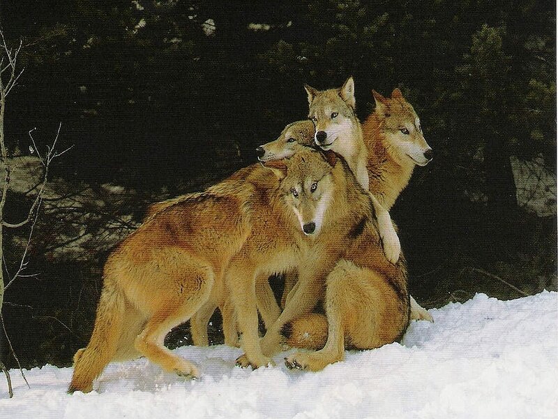Three Wolves in Snow — Brown, Calm, Winter, Photograph, Trees
