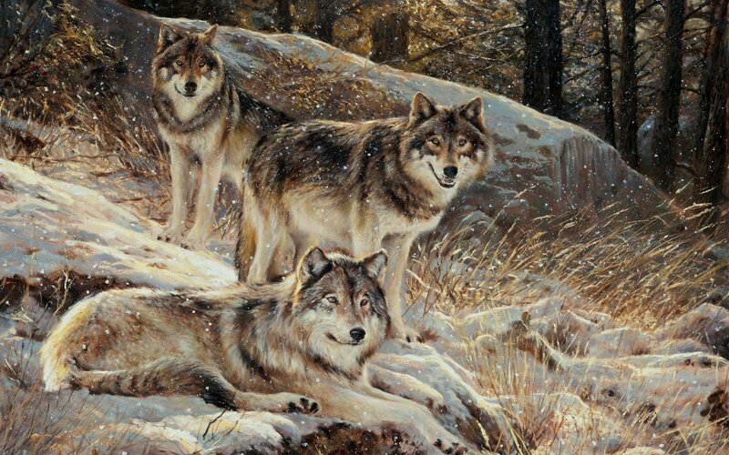 Three Wolves in Snow — Brown, Calm, Winter