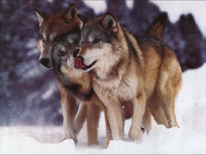 Three Wolves in Snow — Brown, Natural