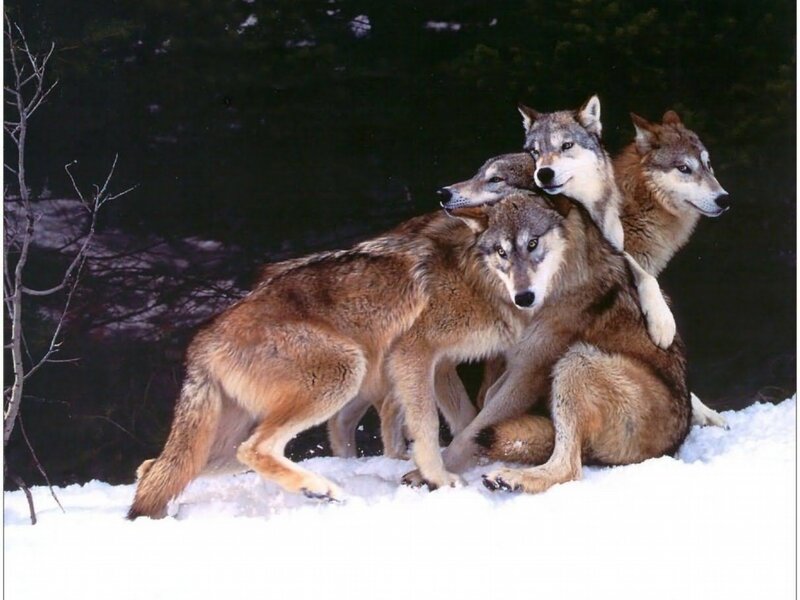 Three Wolves in Snow — Brown, Natural, Winter