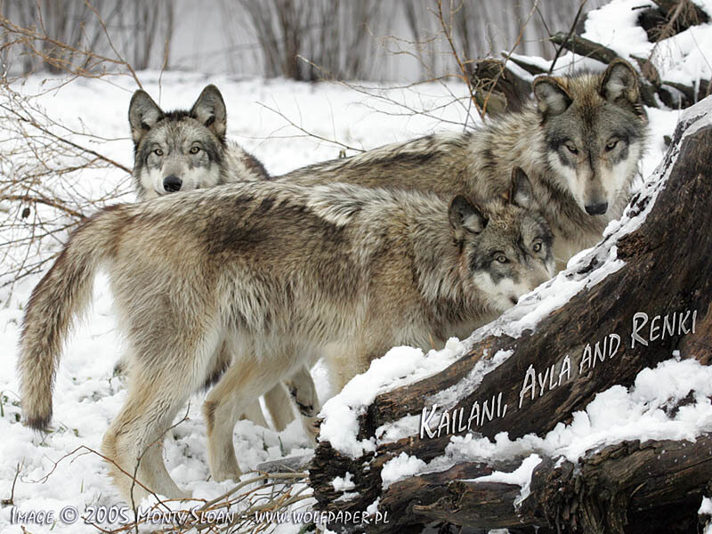 Three Wolves in Snow — Gray, Alert
