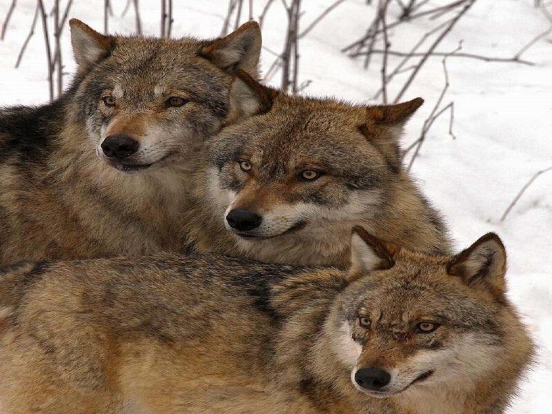 Three Wolves in Snow — Gray, Alert, Winter, Photograph, Branches