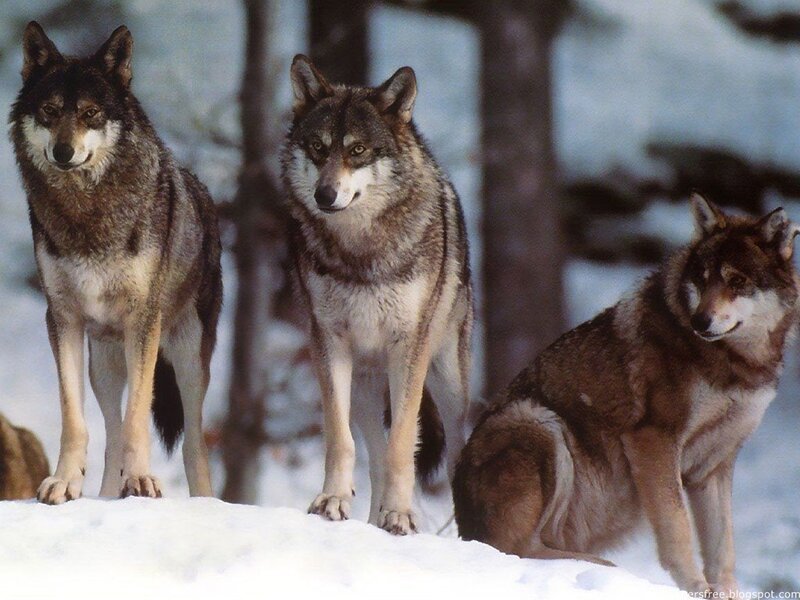 Three Wolves in Snow — Gray, Alert, Winter, Photograph, Trees