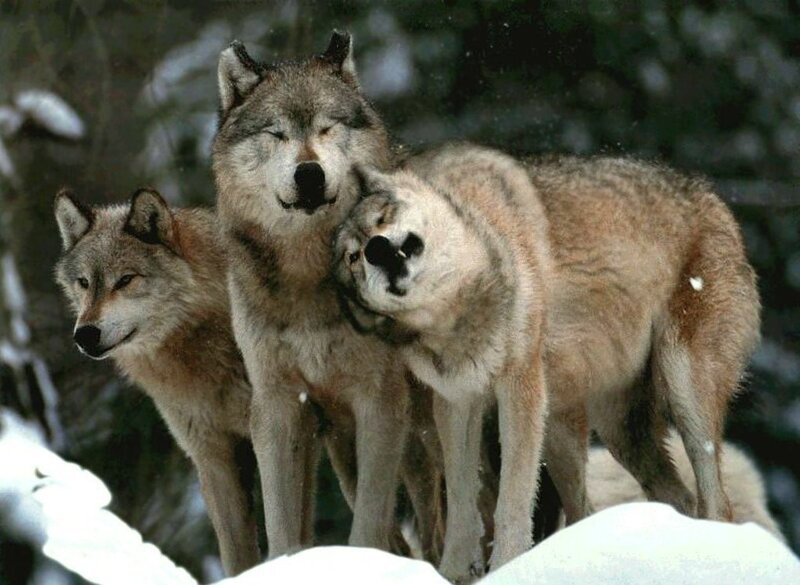 Three Wolves in Snow — Gray, Calm