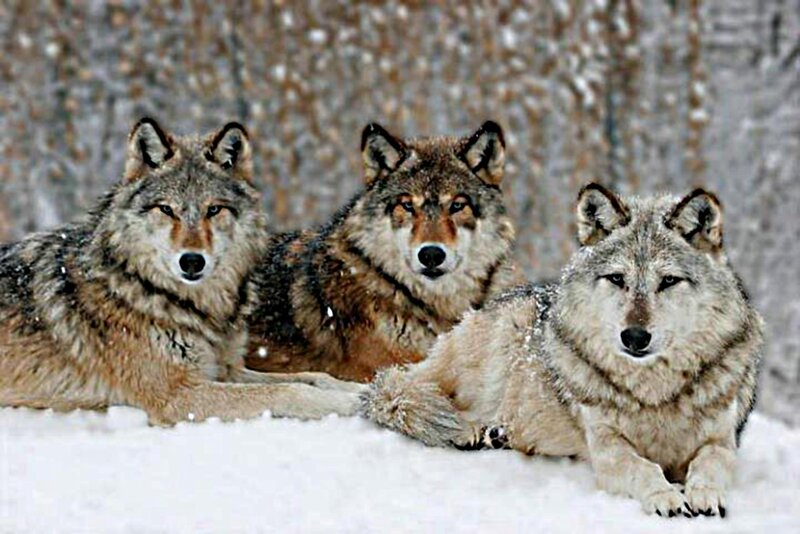Three Wolves in Snow — Gray, Calm, Winter, Photograph, Forest