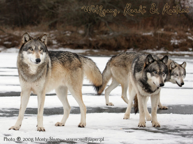 Three Wolves in Snow — Gray, Calm, Winter, Photograph