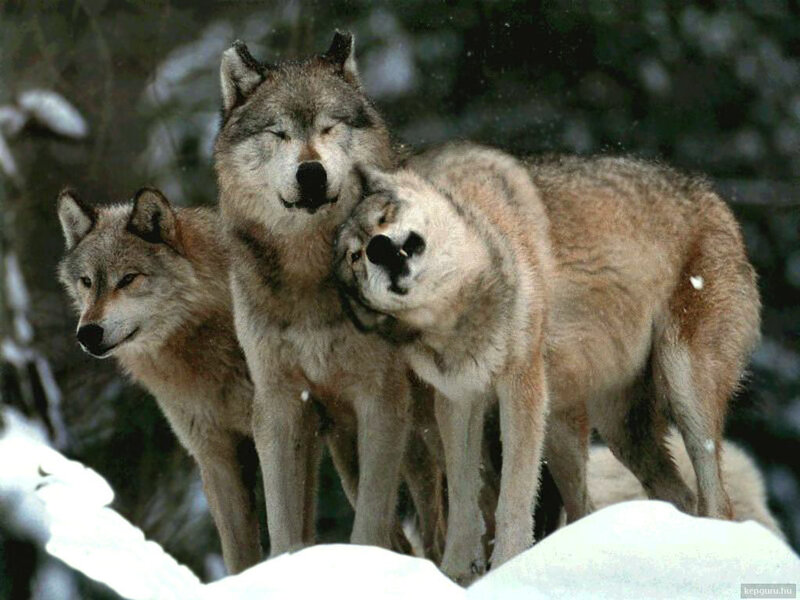 Three Wolves in Snow — Gray, Calm, Winter, Photograph, Trees