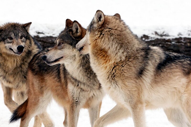 Three Wolves in Snow — Gray, Natural, Winter, Photograph