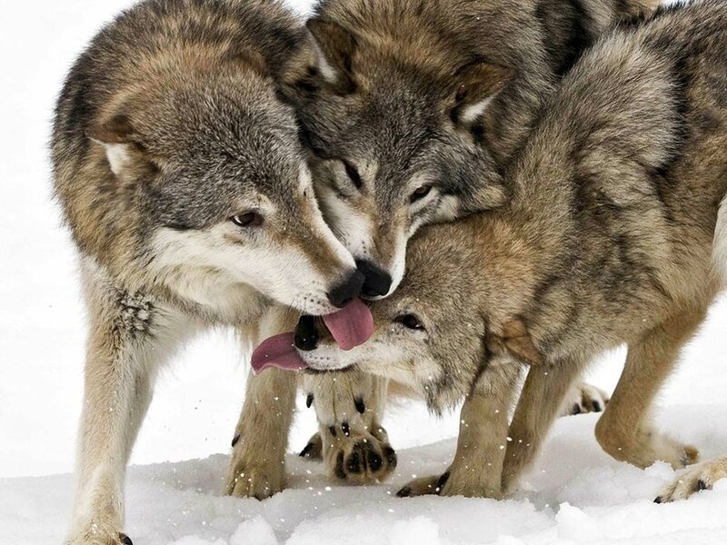 Three Wolves in Snow — Gray, Natural, Winter, Photograph, Tongue
