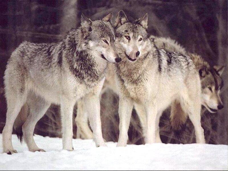 Three Wolves in Snow — Gray, Natural, Winter
