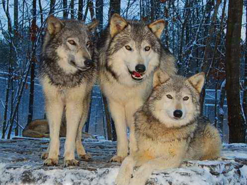 Three Wolves in Snow — Gray