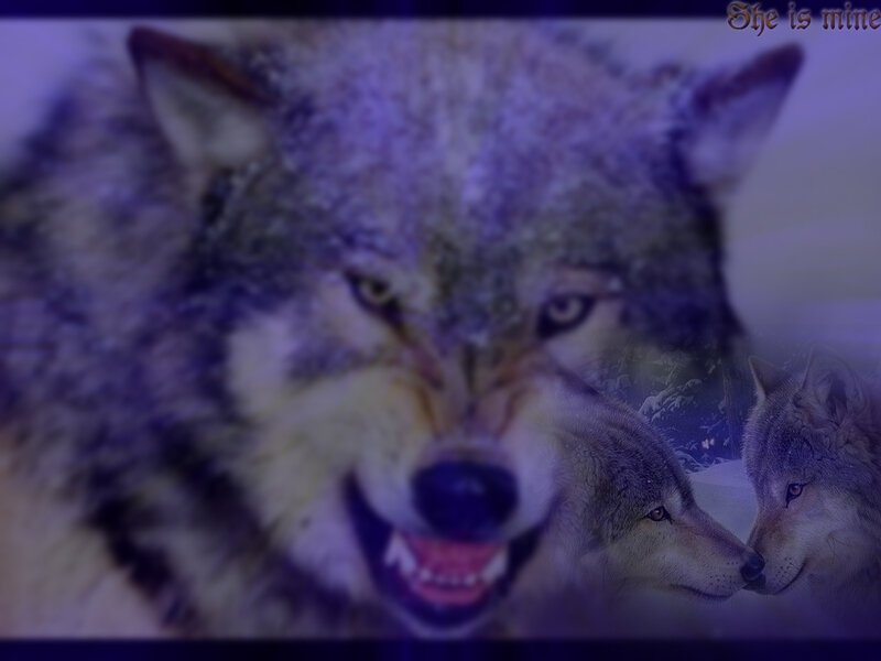 Three Wolves in Snow — Purple