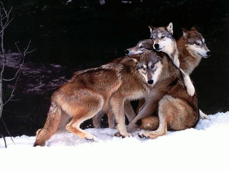 Three Wolves in Snow