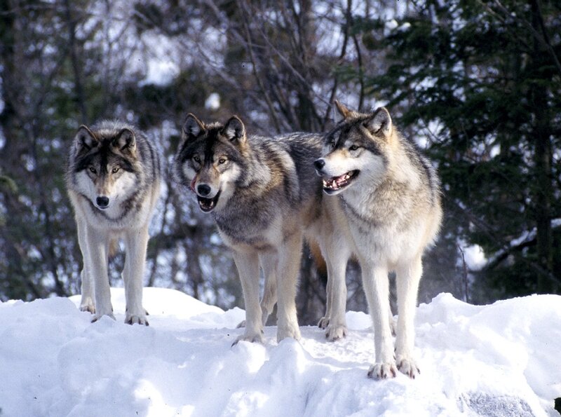 Three Wolves in Snow — White, Alert