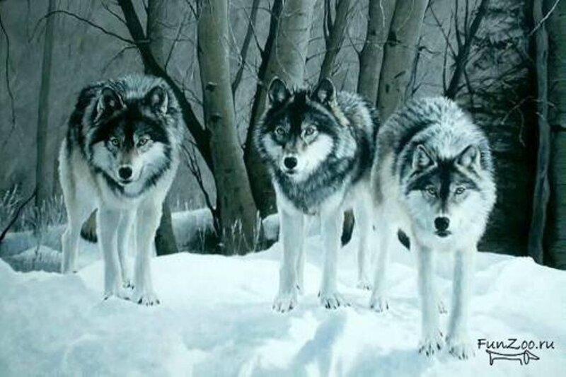 Three Wolves in Snow — White, Alert, Winter, Digital Art