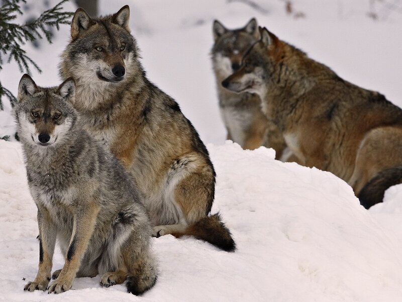 Three Wolves in Snow — White, Alert, Winter, Photograph, Evergreen Tree, Forest