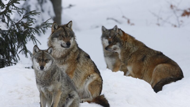Three Wolves in Snow — White, Alert, Winter, Photograph, Evergreen Tree