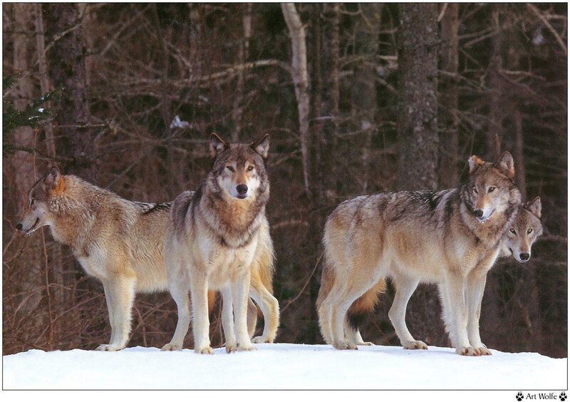 Three Wolves in Snow — White, Alert, Winter, Photograph