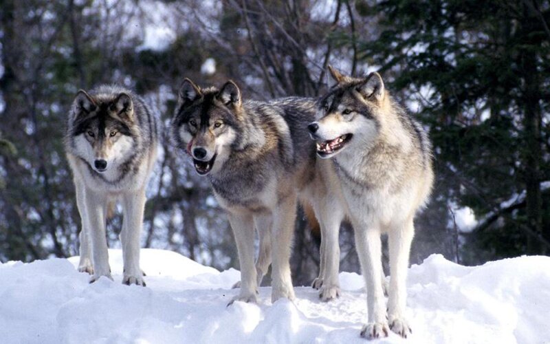 Three Wolves in Snow — White, Alert, Winter, Photograph, Trees, Forest