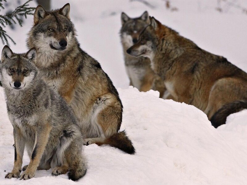 Three Wolves in Snow — White, Alert, Winter, Photograph, Trees