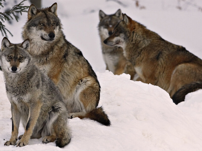 Three Wolves in Snow — White, Alert, Winter