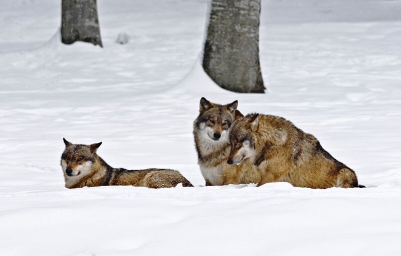 Three Wolves in Snow — White, Calm