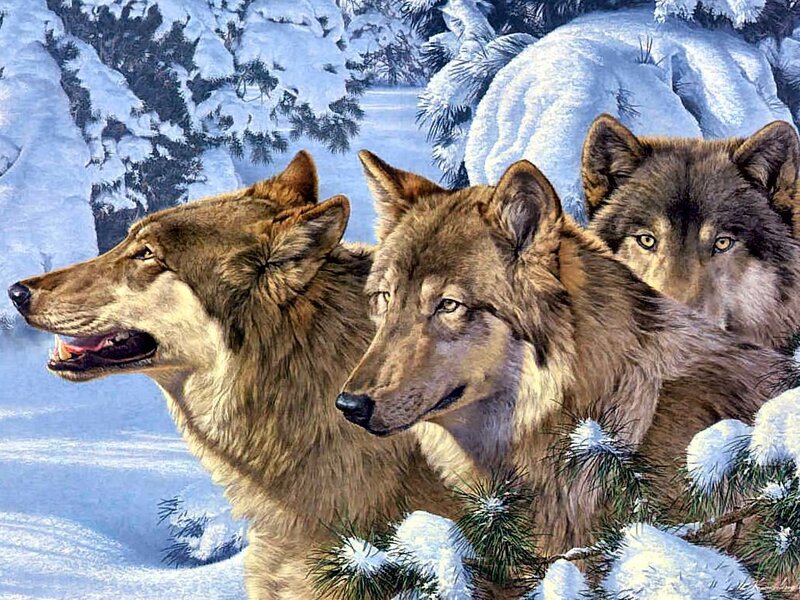 Three Wolves in Snow — White, Calm, Winter, Painting
